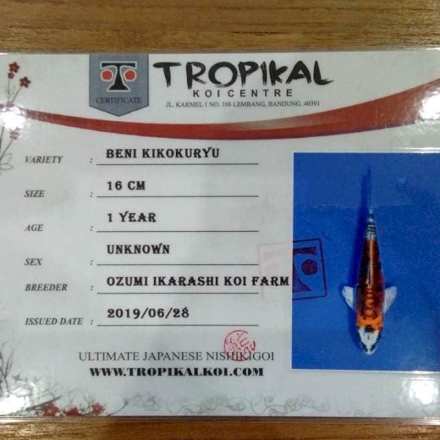 Beni Kikokuryu 16cm (Ozumi Ikarashi). Import dan sertifikat