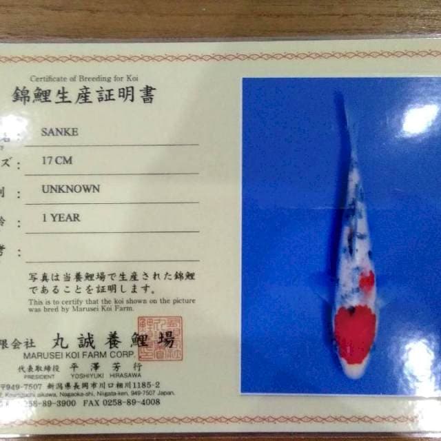 Sanke 17cm (Marusei). Import dan Sertifikat