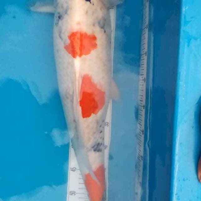 showa 70cm up..