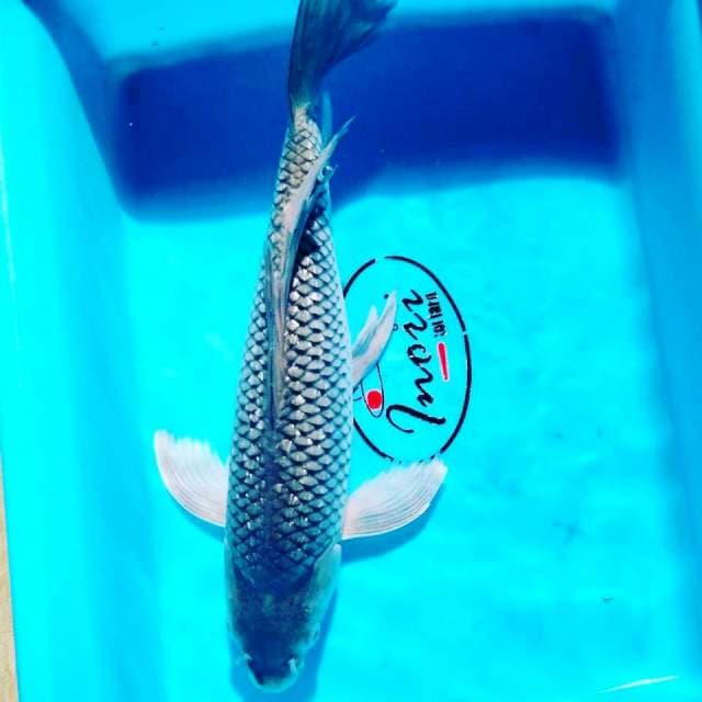 Sleyer suragoi 34 cm