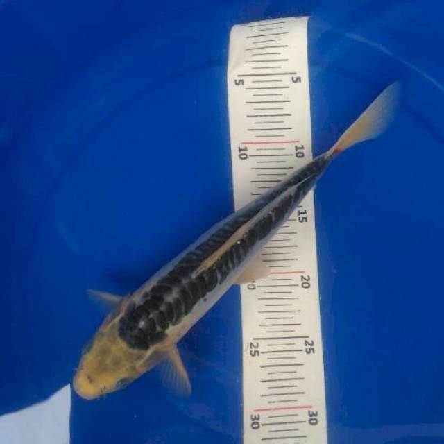 Shushui ring rapi male 27 cm