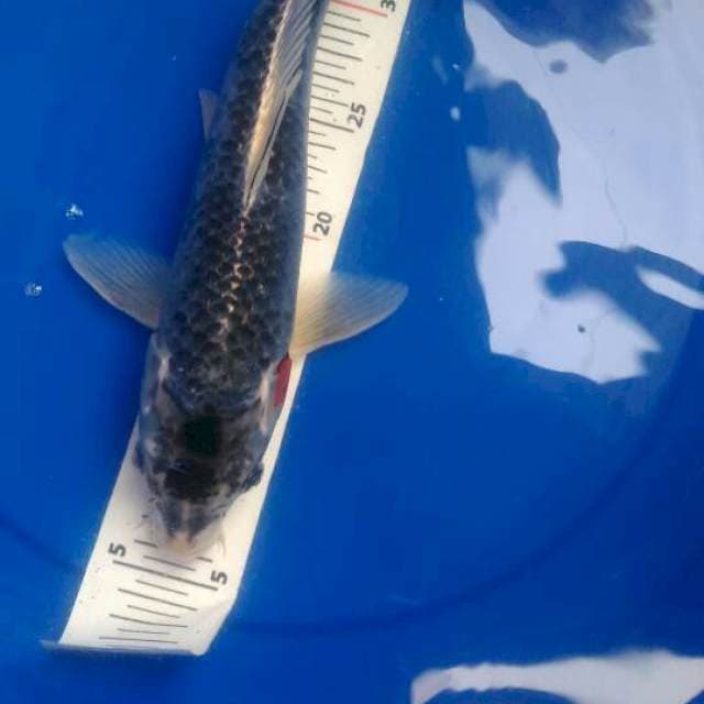 Kujaku antik jidat bulet hitam male 35cm