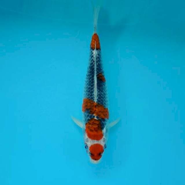 MARUTEN KUJAKU 34 CM