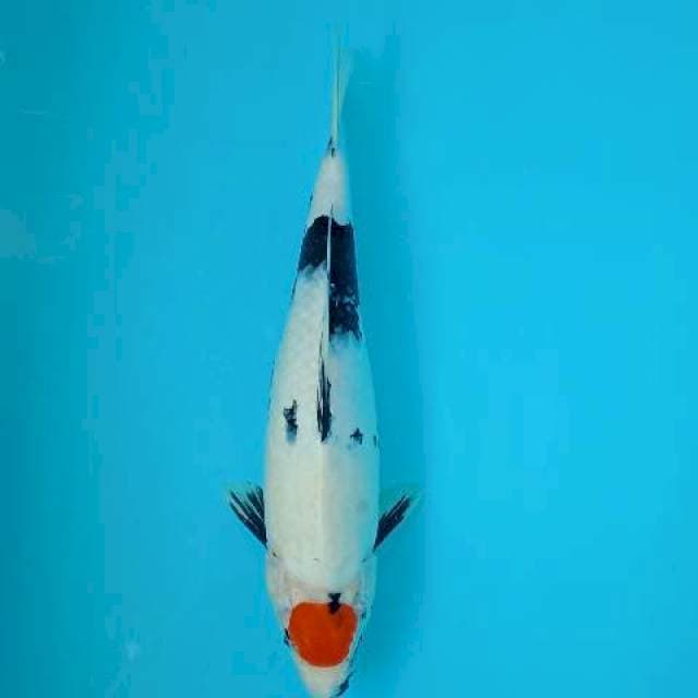 TANCHO SHOWA 36 CM