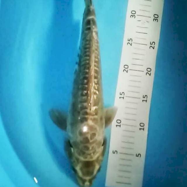 Kawarimono 37 cm