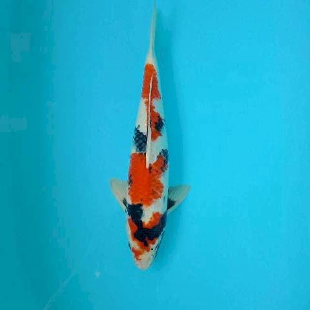 SHOWA 39 CM