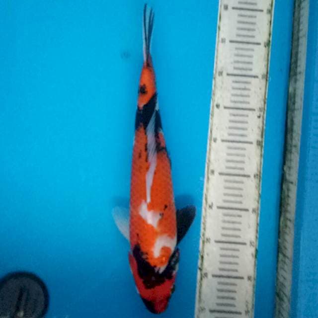 Original showa 42cm
