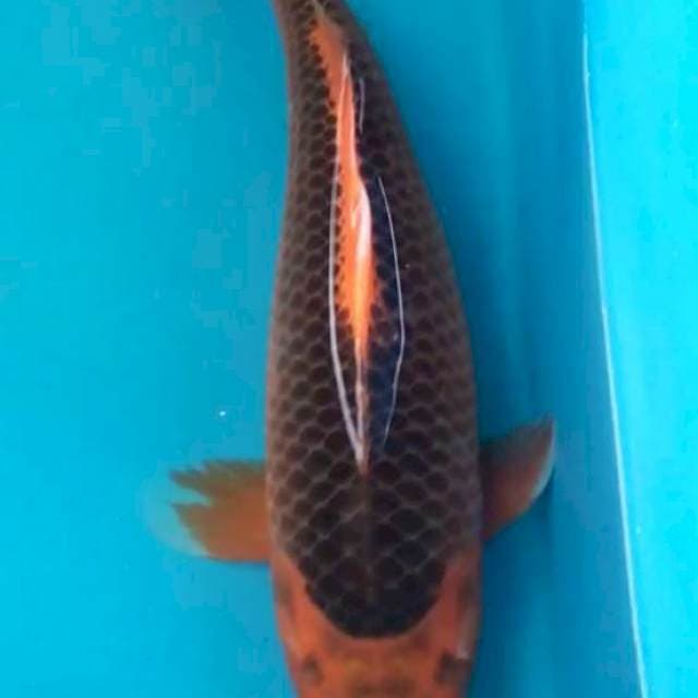 Aka Matsuba 33 cm