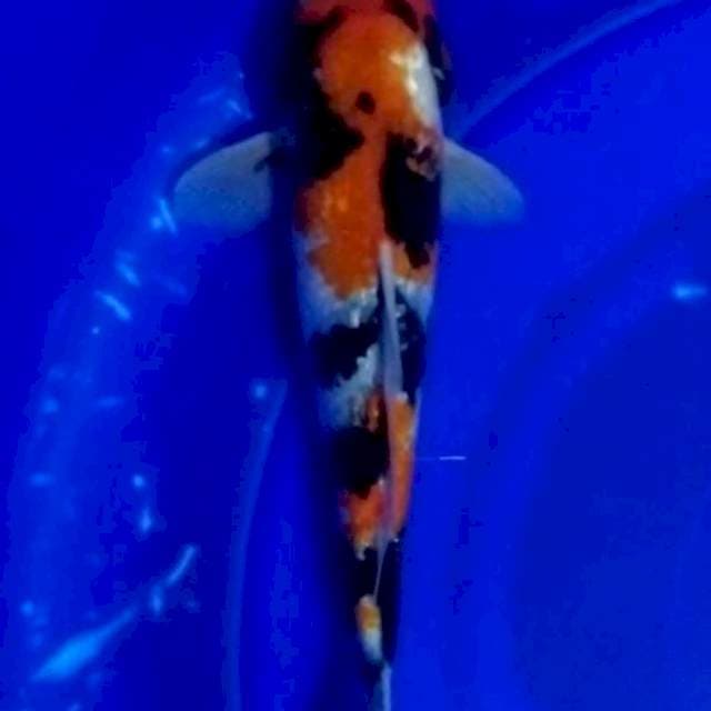 Showa ginrin 28 cm