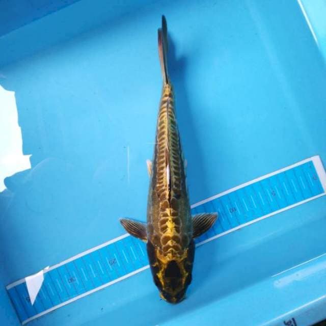 Mukashi gold aragoke