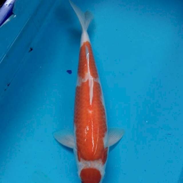 Maruten kohaku