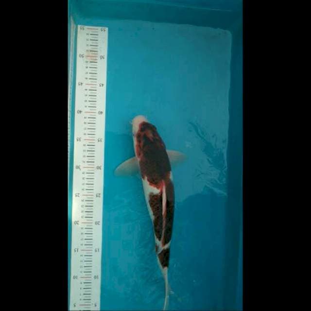 Goromo 35cm