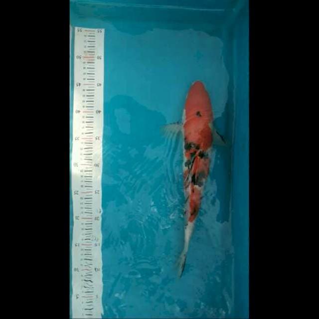 Sanke 35cm