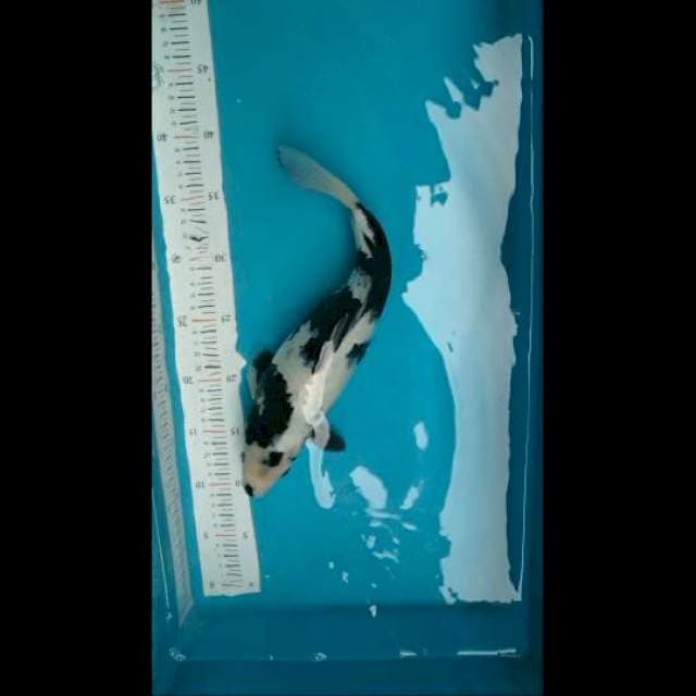 Shiro 35cm