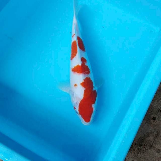 NJK - ORIGINAL KOHAKU