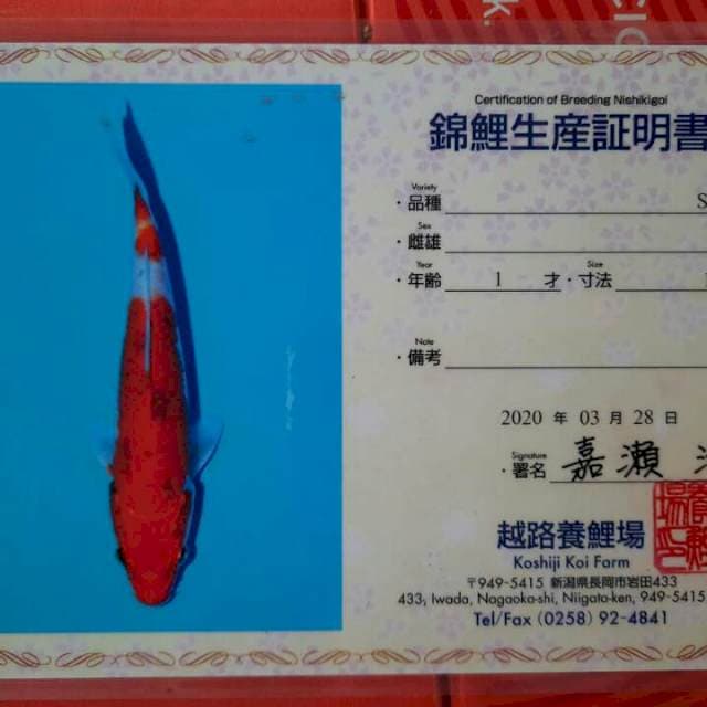 Sanke serti farm koshiji