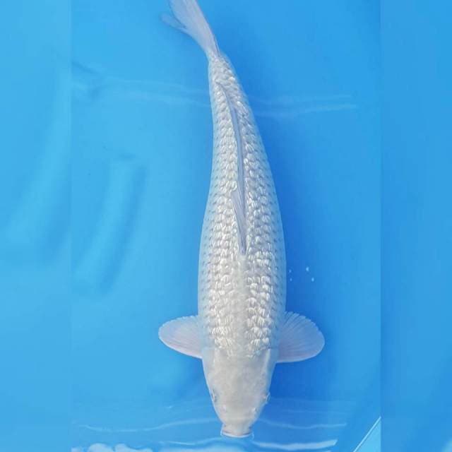 BULKY SORAGOI 50CM