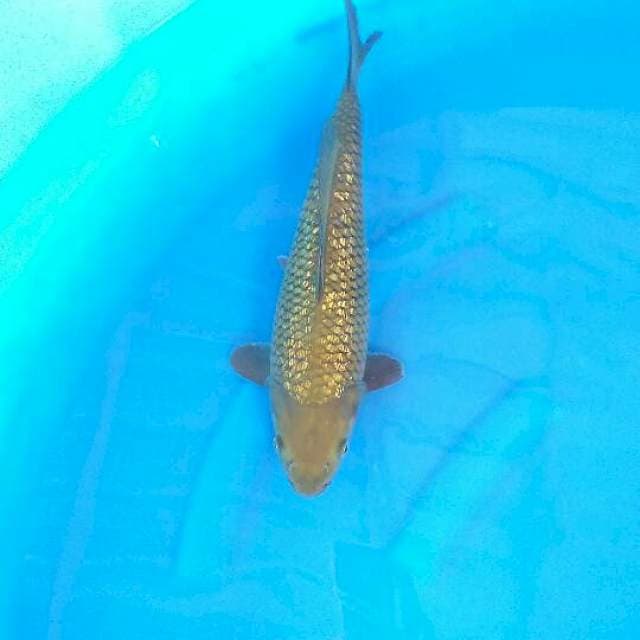 Midori Gindrin 34cm male