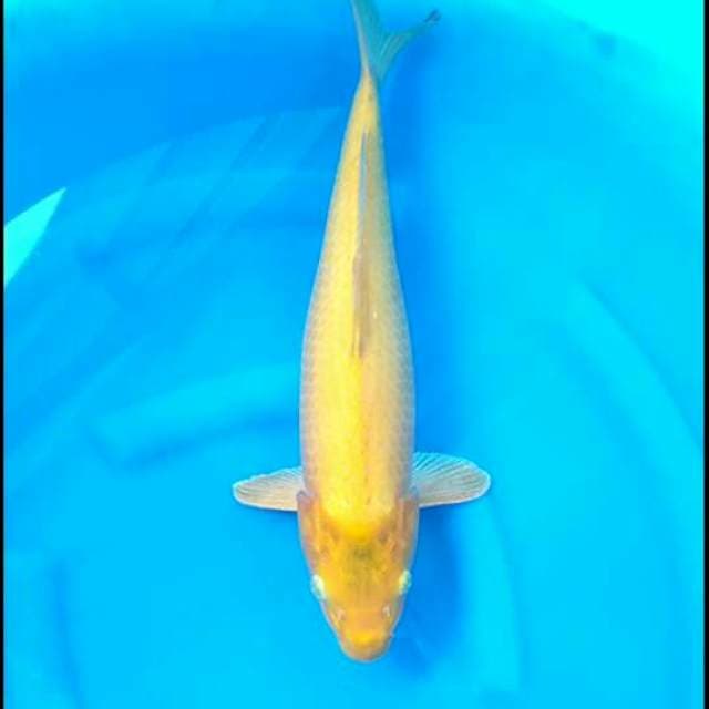 Karashi Female
