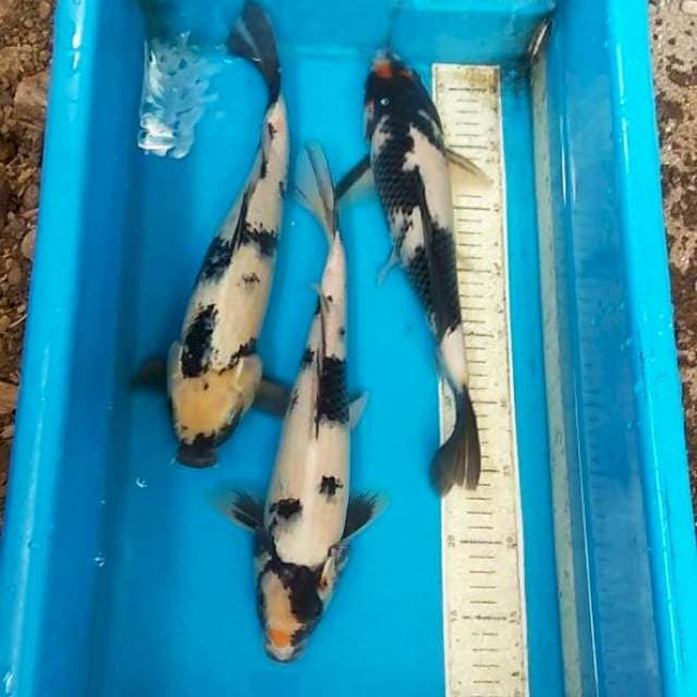 Mix 3 ekor 35,34cm