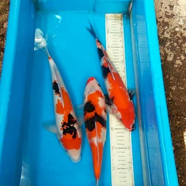 Mix 3 ekor 35,33cm