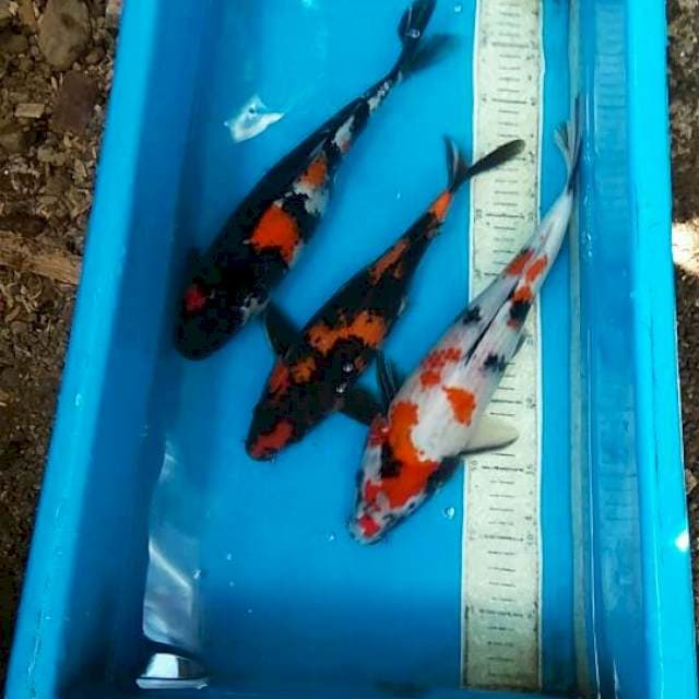 Mix 3ekor 30,34,36cm
