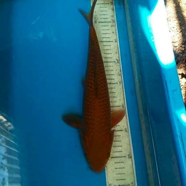 Cagoi tembaga 35cm