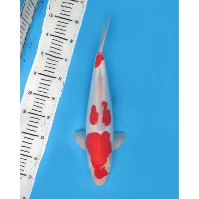 Kohaku Doitsu Murni, 36cm - Male