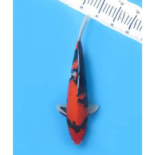 Hi Showa Quality , 34cm - Male