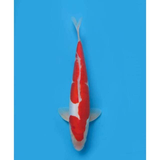 Omoyo Kohaku Doitsu Murni ,34cm - Male