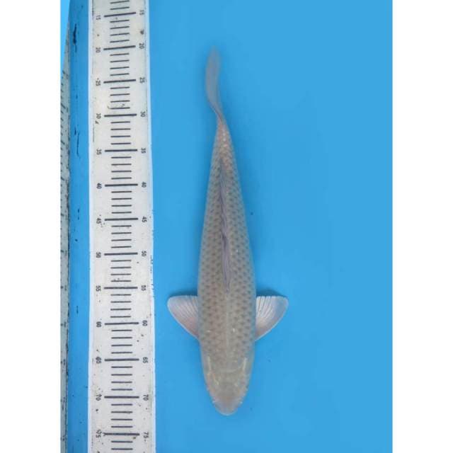 Jumbo Soragoi Jinak , 47cm - Male