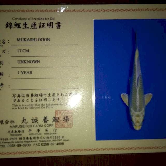 Mukashi Ogon (Marusei) 17cm. Import dan Sertifikat