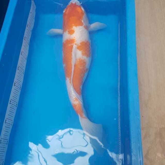 Kohaku orange (gendong telor)