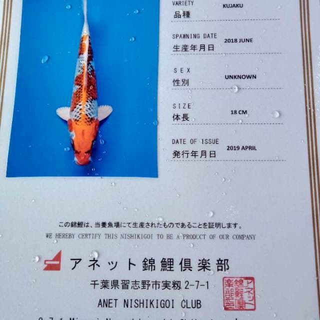 Kujaku 27cm import anetto serty