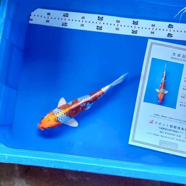 Kujaku 27cm import anetto serty