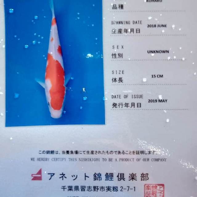 Kohaku anetto serty