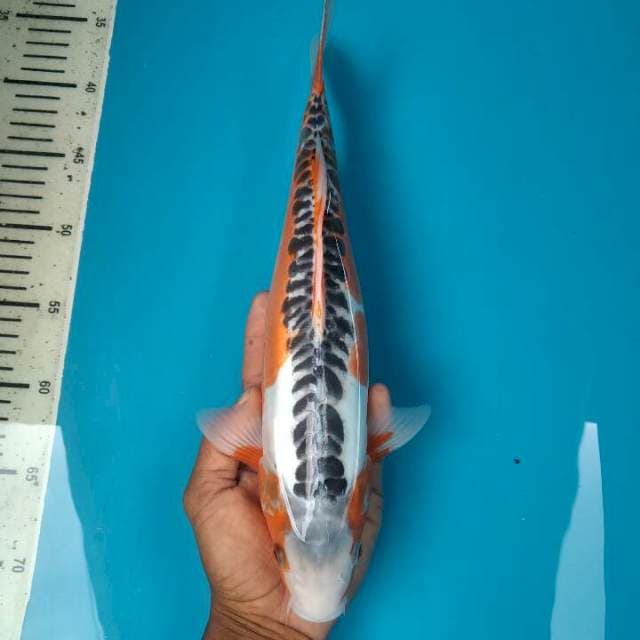 Shusui Female, 35cm