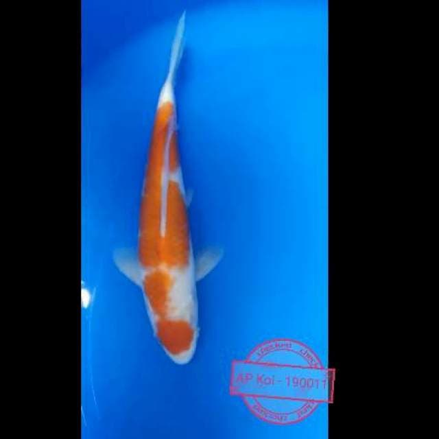 Kohaku 25 cm