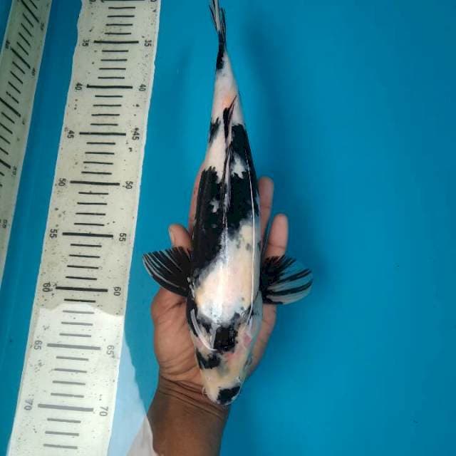 Shiro Male, 34cm