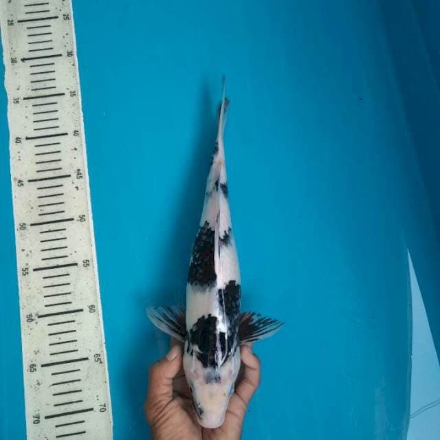 Shiro Female, 36cm