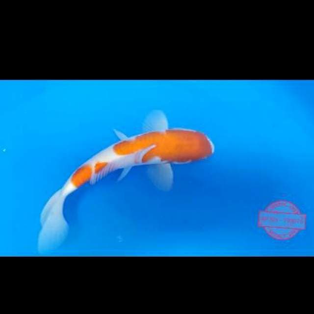 Kohaku 23 cm