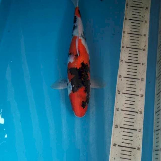42cm Missil Showa /Fml