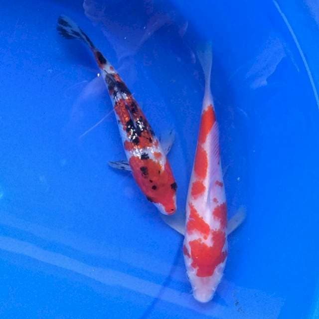 17-20 cm