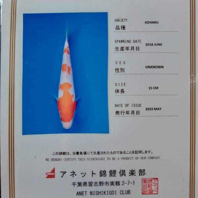 Kohaku import anetto serty 18cm