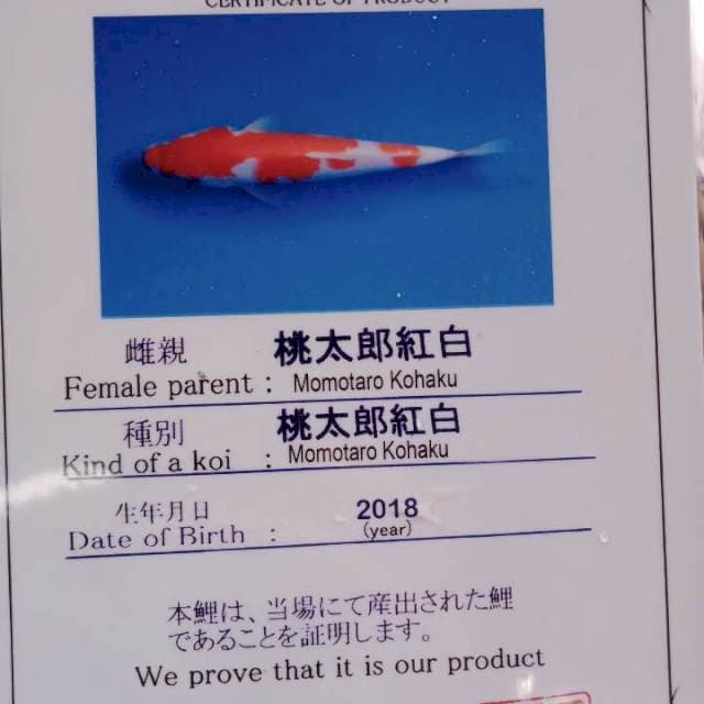 Kohaku import