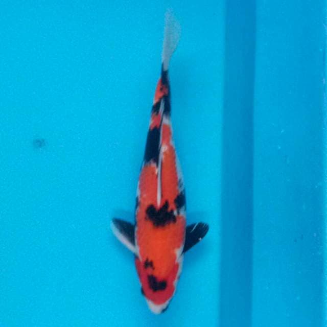 Original showa 36cm
