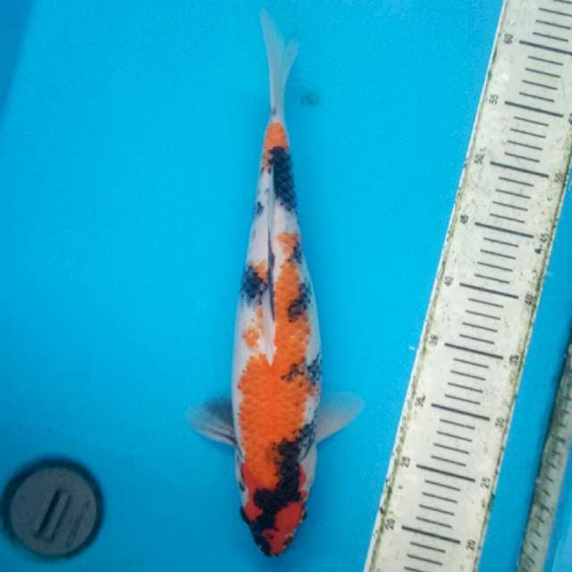 Original showa 40cm