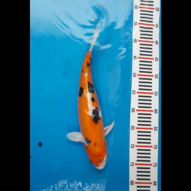 Heisei nishiki jumbo tosai female