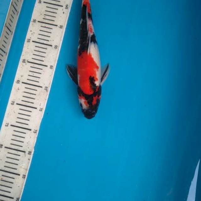 36cm simple Showa /M