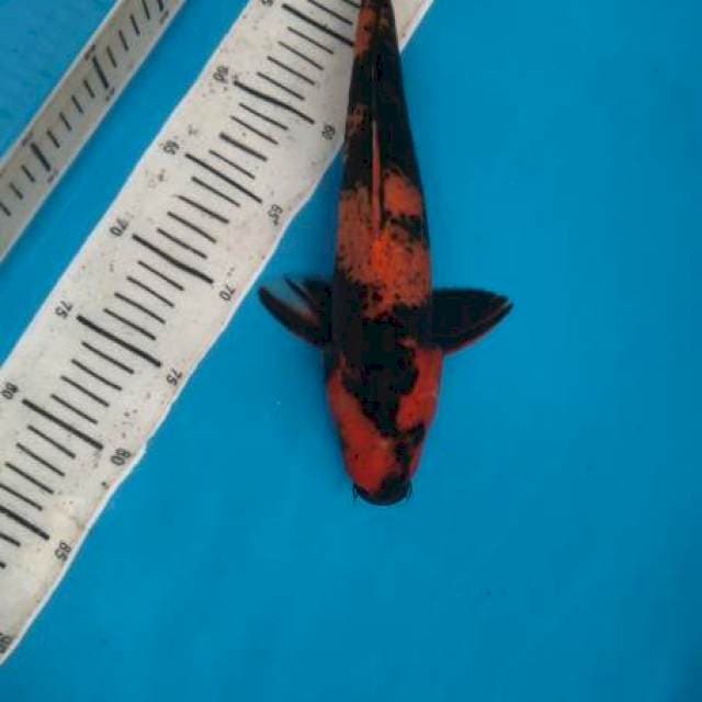 Utsuri 33cm Male